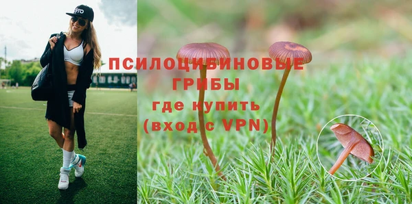 прущие грибы Армянск